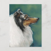 Carte postale "Collie" (Devant)