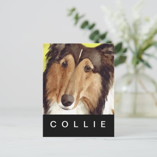 Carte Postale Collie (Debout devant)