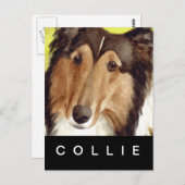 Carte Postale Collie (Devant / Derrière)