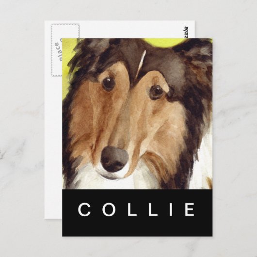 Carte Postale Collie (Devant / Derrière)
