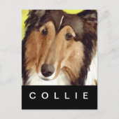 Carte Postale Collie (Devant)