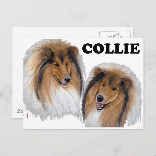 Carte Postale Collie (Devant / Derrière)