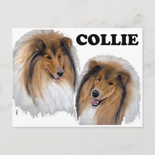 Carte Postale Collie (Devant)