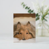 Carte postale Collie (Debout devant)