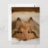 Carte postale Collie (Devant / Derrière)