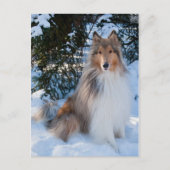 Carte postale Collie (Devant)