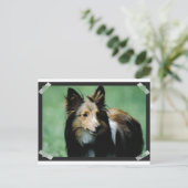 Carte Postale collie-16 (Debout devant)