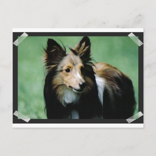 Carte Postale collie-16 (Devant)