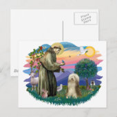 Carte Postale Collie à poils (crème brune) (Devant / Derrière)