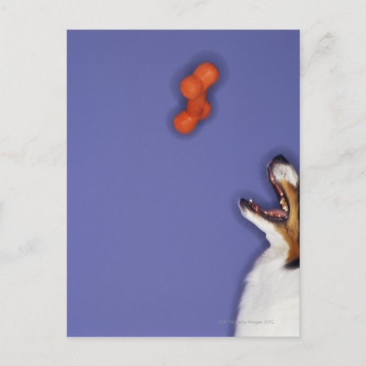 Carte Postale Collie attraper l'os en plastique (Devant)