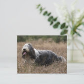 Carte Postale collie barbu (Debout devant)