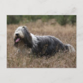 Carte Postale collie barbu (Devant)