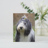 Carte Postale collie barbu (Debout devant)