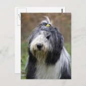 Carte Postale collie barbu (Devant / Derrière)