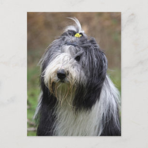 Carte Postale collie barbu