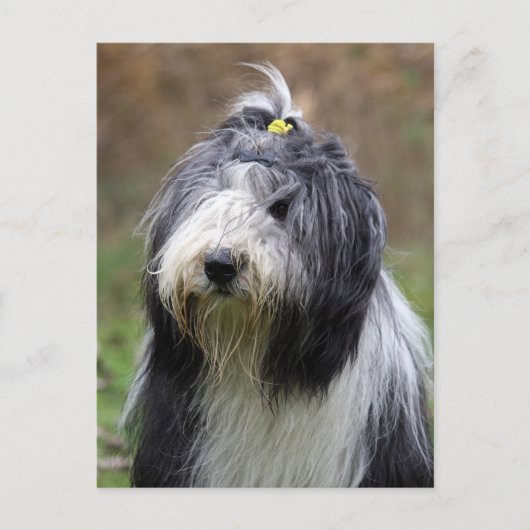 Carte Postale collie barbu (Devant)
