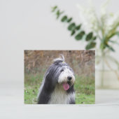 Carte Postale collie barbu (Debout devant)