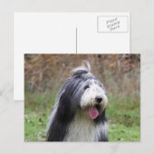 Carte Postale collie barbu (Devant / Derrière)