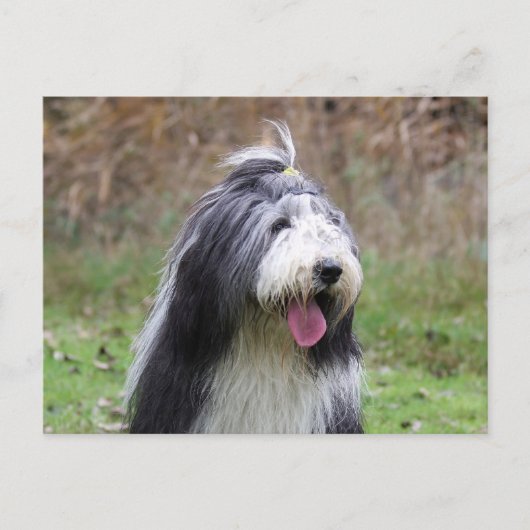 Carte Postale collie barbu (Devant)