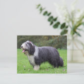 Carte Postale collie barbu (Debout devant)