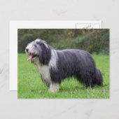 Carte Postale collie barbu (Devant / Derrière)