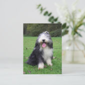 Carte Postale collie barbu (Debout devant)