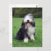 Carte Postale collie barbu (Devant / Derrière)