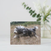 Carte Postale collie barbu (Debout devant)