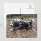 Carte Postale collie barbu (Devant / Derrière)