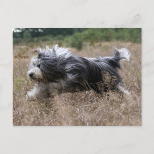 Carte Postale collie barbu