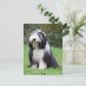 Carte Postale collie barbu (Debout devant)