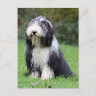 Carte Postale collie barbu