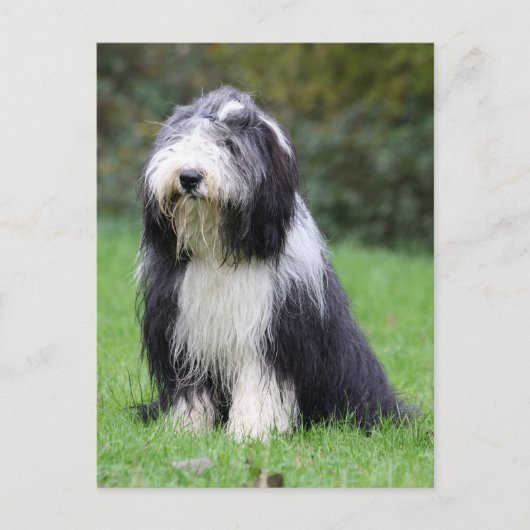 Carte Postale collie barbu (Devant)