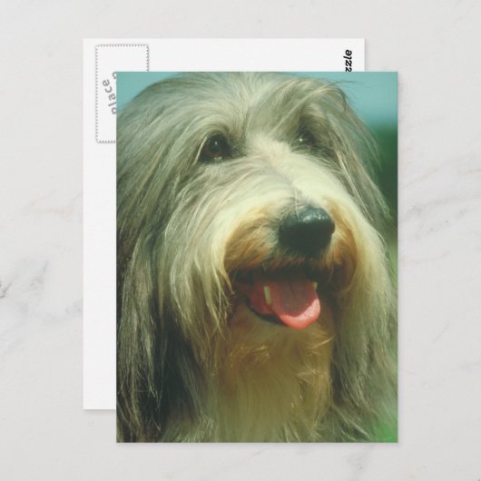 Carte Postale Collie barbu (Devant / Derrière)