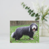 Carte Postale collie barbu (Debout devant)