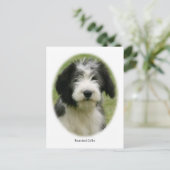 Carte Postale Collie barrée 9Y049D-018 (Debout devant)