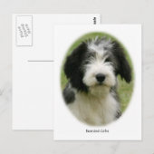 Carte Postale Collie barrée 9Y049D-018 (Devant / Derrière)
