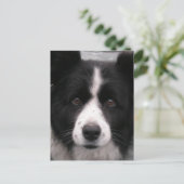 Carte postale Collie Bordure (Debout devant)
