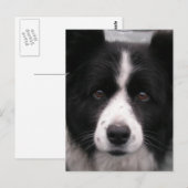 Carte postale Collie Bordure (Devant / Derrière)