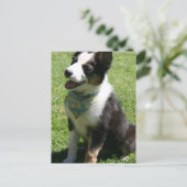 Carte postale Collie Bordure (Debout devant)