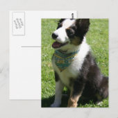 Carte postale Collie Bordure (Devant / Derrière)