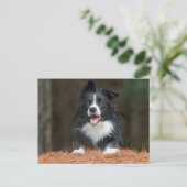 Carte Postale collie bore (Debout devant)