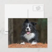 Carte Postale collie bore (Devant / Derrière)