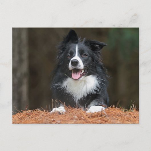 Carte Postale collie bore (Devant)