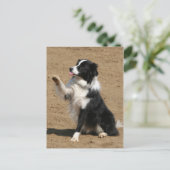 Carte Postale collie bore (Debout devant)