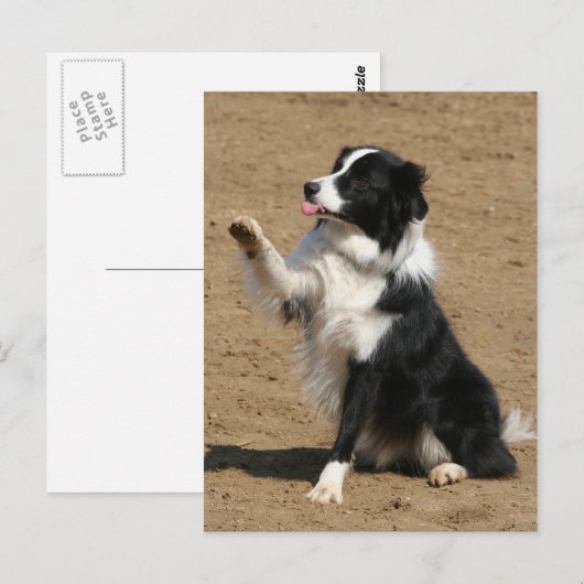 Carte Postale collie bore (Devant / Derrière)