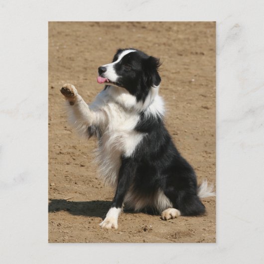 Carte Postale collie bore (Devant)