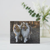 Carte Postale Collie Buddies (Debout devant)