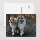 Carte Postale Collie Buddies (Devant / Derrière)