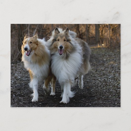 Carte Postale Collie Buddies (Devant)